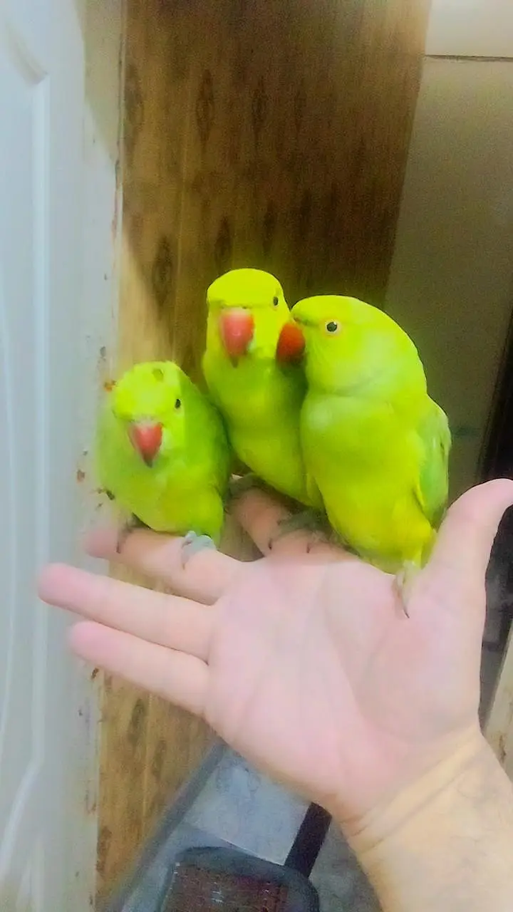 Green ringneck parrots Handtame Male Female available — photo 2