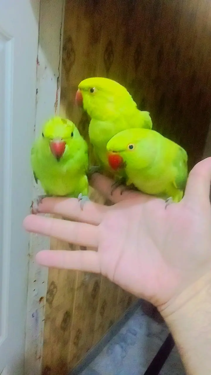 Green ringneck parrots Handtame Male Female available — photo 3