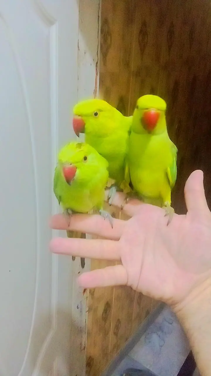 Green ringneck parrots Handtame Male Female available — photo 4