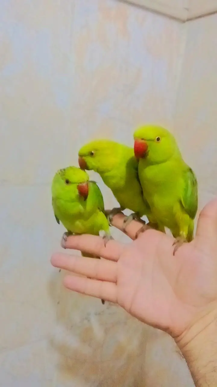 Green ringneck parrots Handtame Male Female available — photo 5