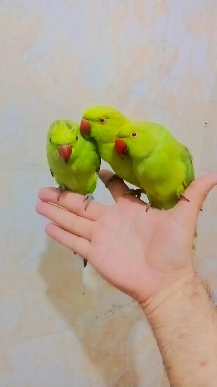 Green ringneck parrots Handtame Male Female available — photo 6