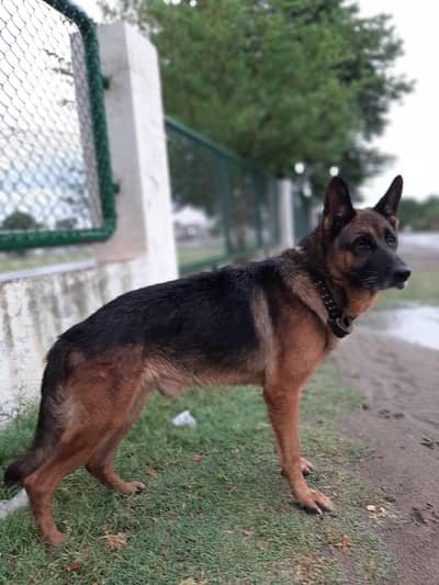 German Shepherd