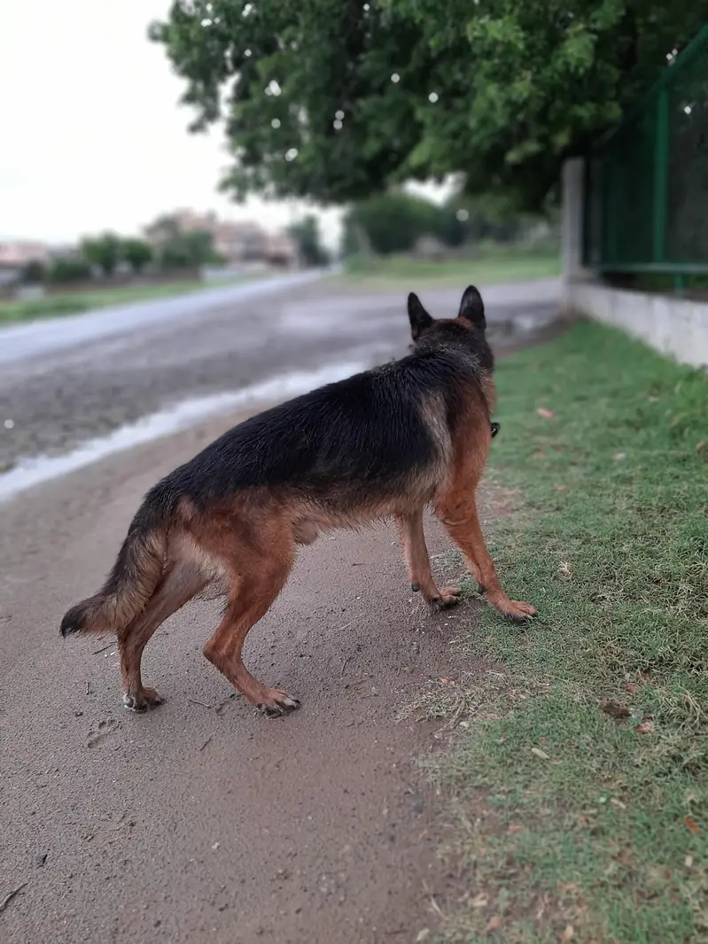 German Shepherd — photo 2