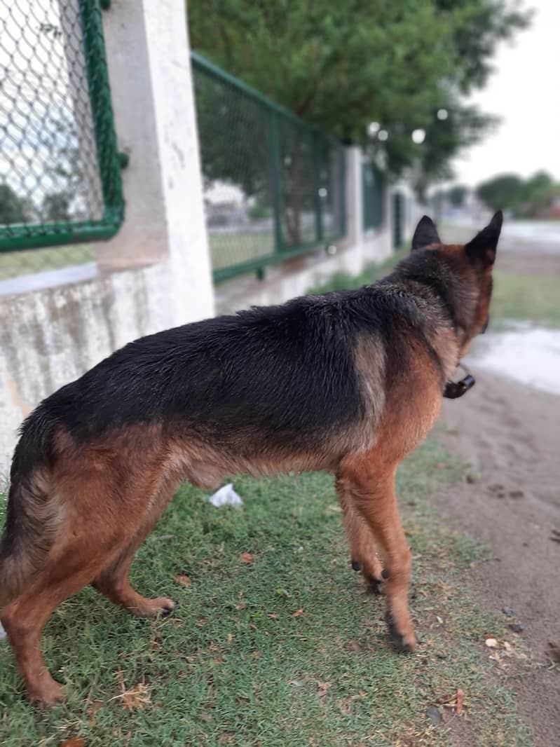 German Shepherd 2