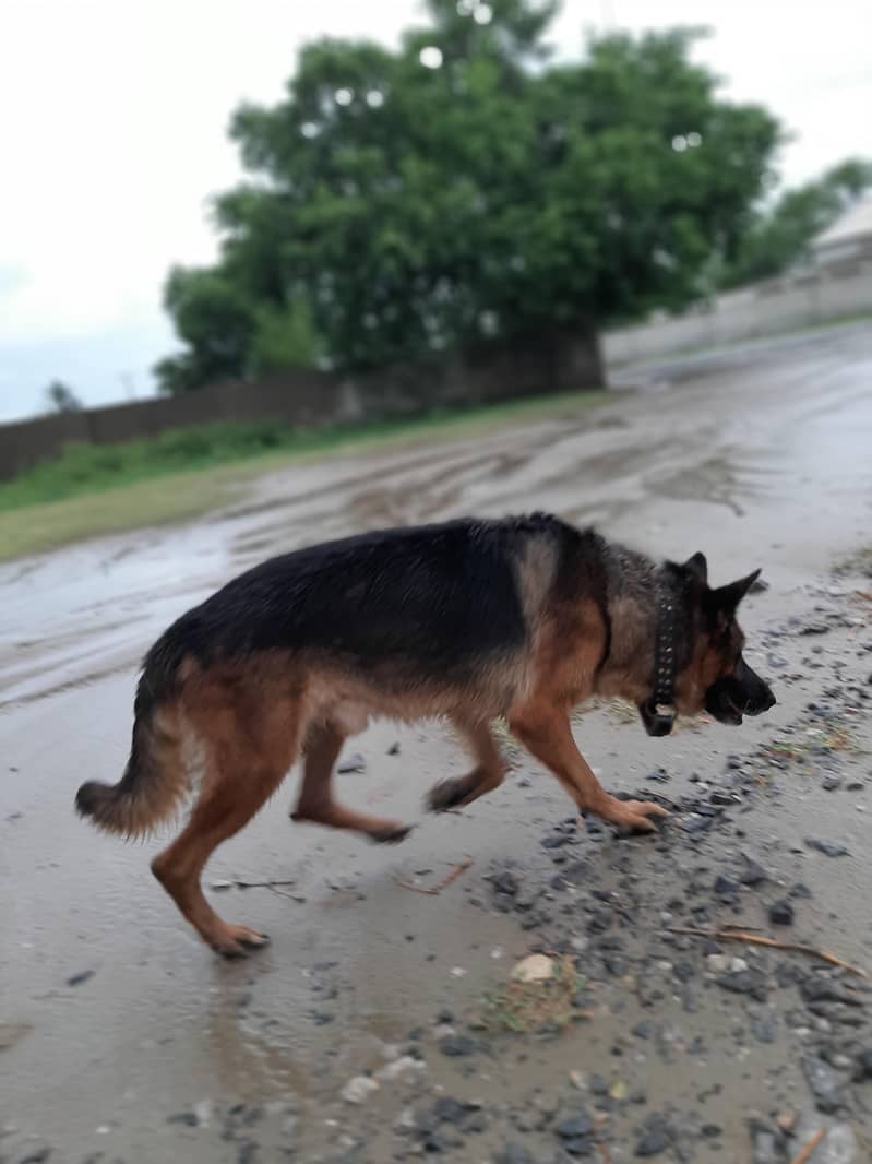German Shepherd 3
