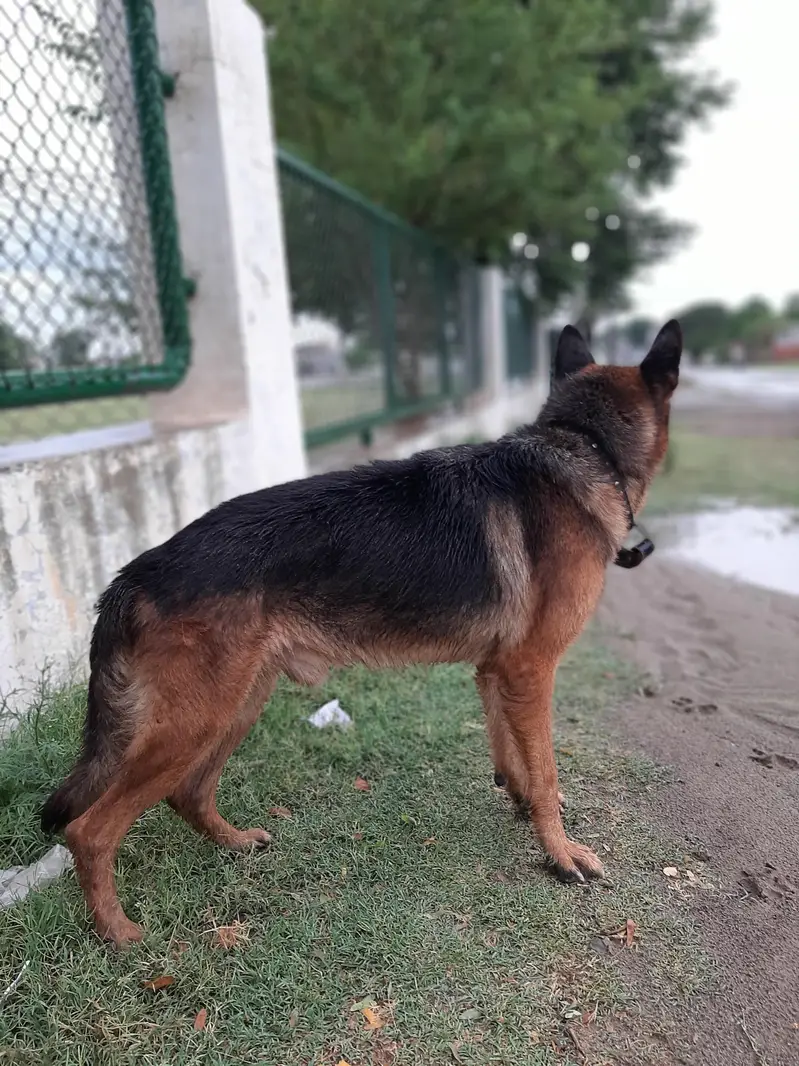 German Shepherd — photo 5