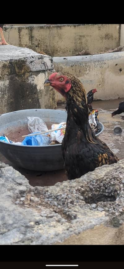 Aseel murg for sale high class urgent