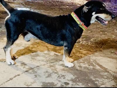 Very Friendly Dog cross But Hvy chez ha