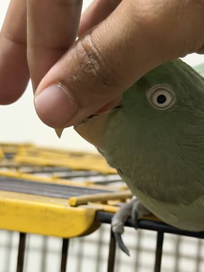 Raw Female Handtame Parrot