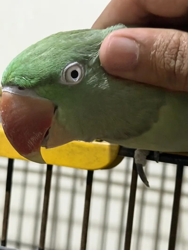 Raw Female Handtame Parrot — photo 2