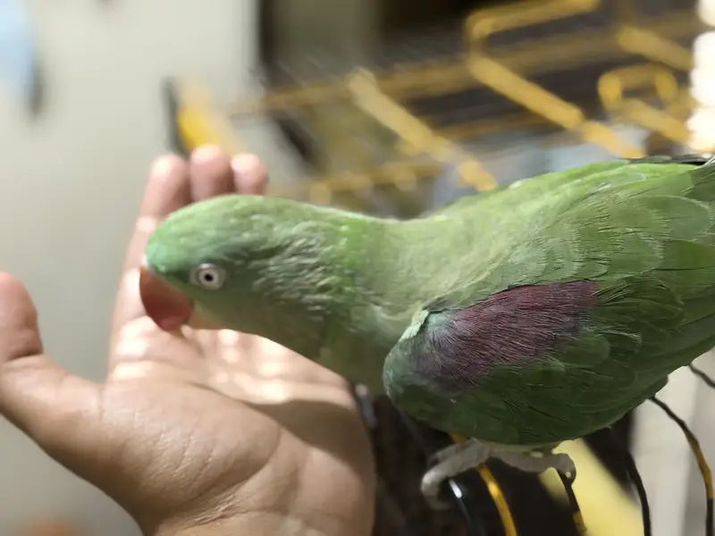 Raw Female Handtame Parrot — photo 3