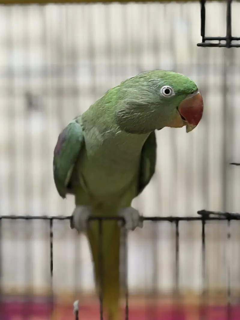 Raw Female Handtame Parrot — photo 4