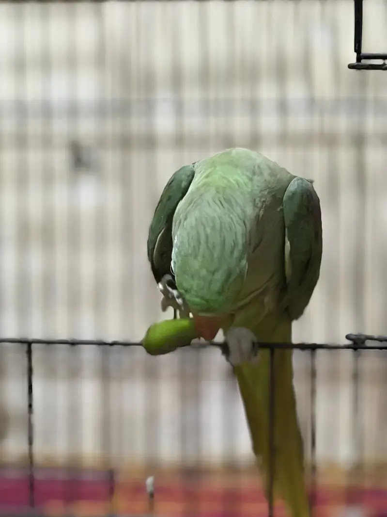 Raw Female Handtame Parrot — photo 5