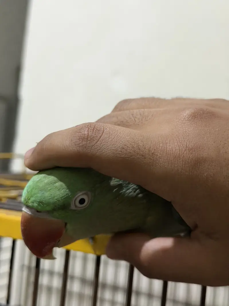 Raw Female Handtame Parrot — photo 6