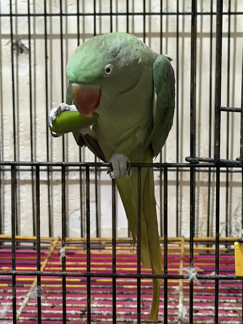 Raw Female Handtame Parrot — photo 7