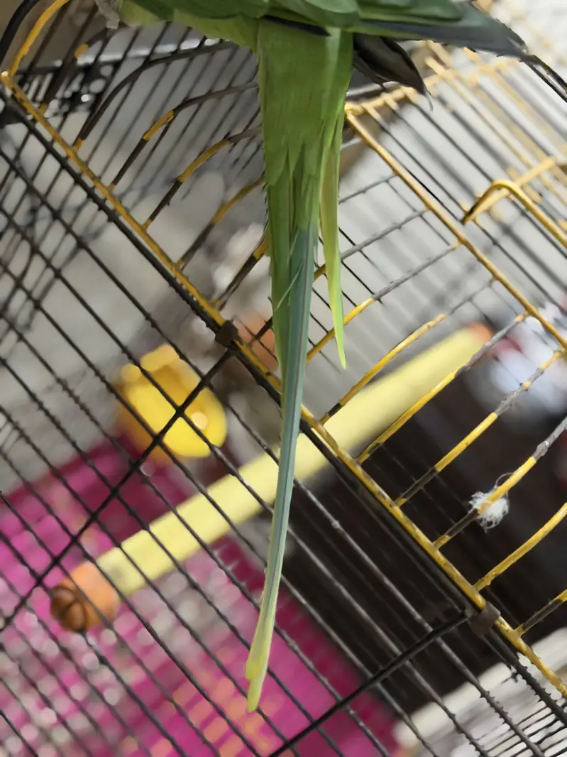 Raw Female Handtame Parrot — photo 8