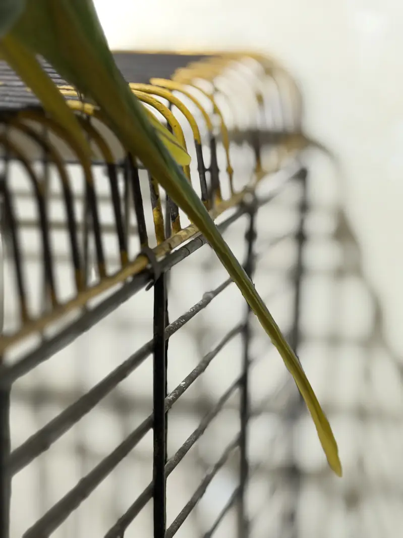 Raw Female Handtame Parrot — photo 9