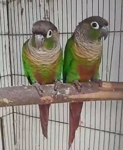 Green Cheek Conure