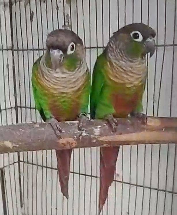 Green Cheek Conure 0