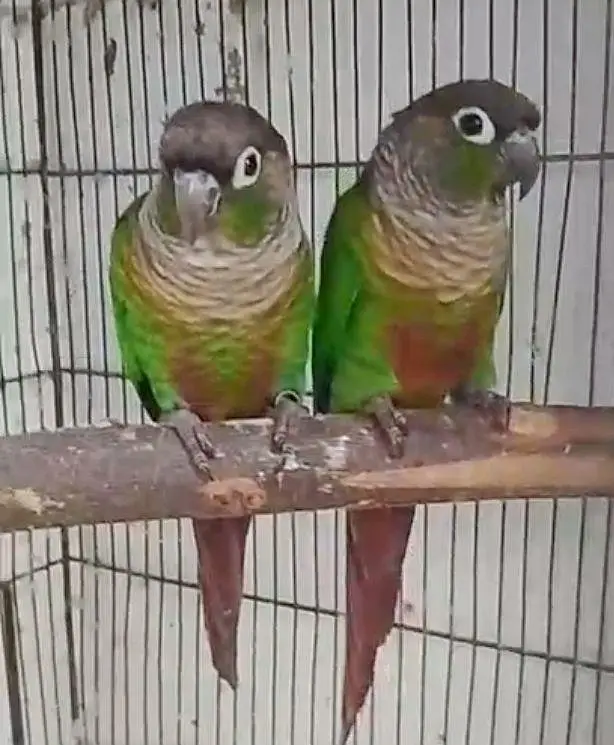 Green Cheek Conure