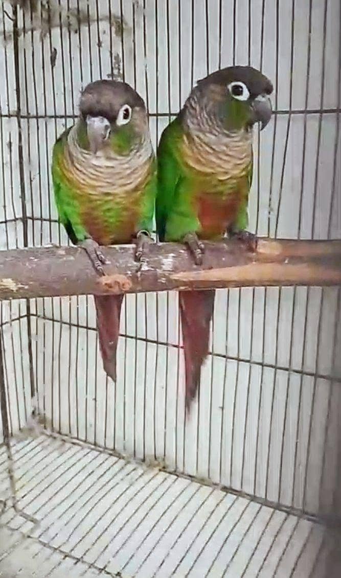 Green Cheek Conure 1