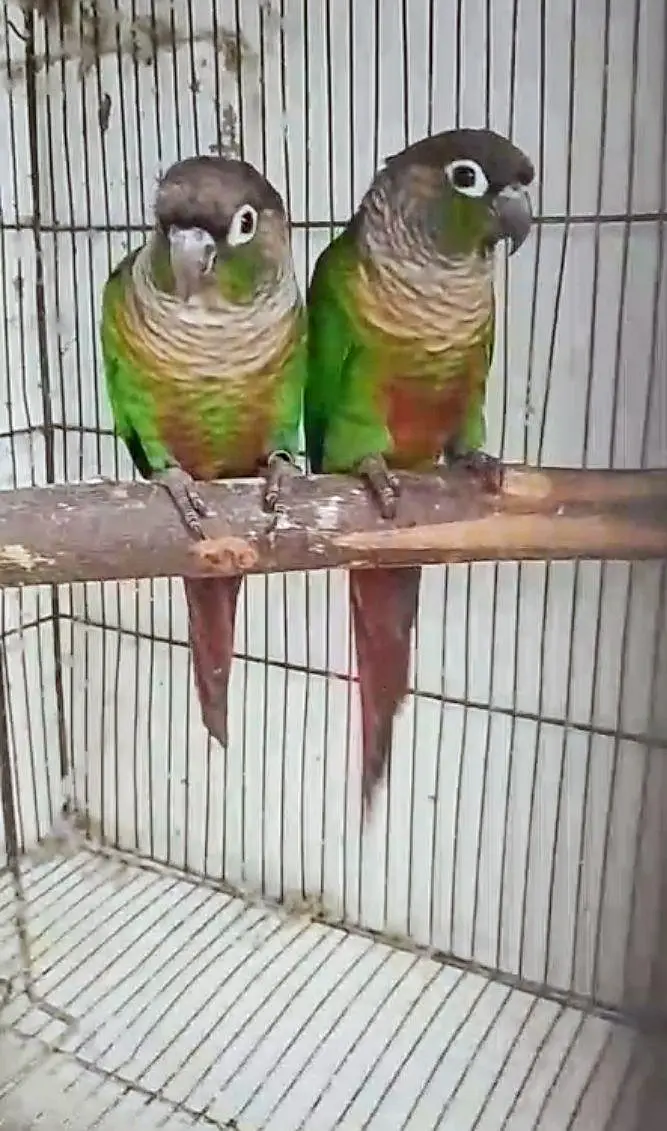 Green Cheek Conure — photo 2
