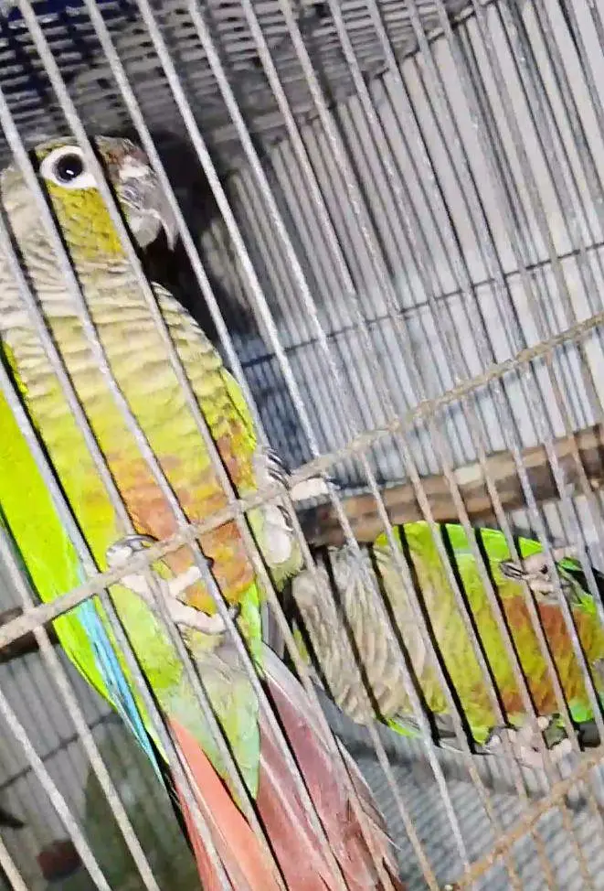 Green Cheek Conure — photo 3