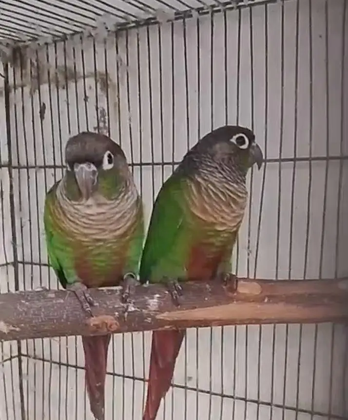 Green Cheek Conure — photo 4