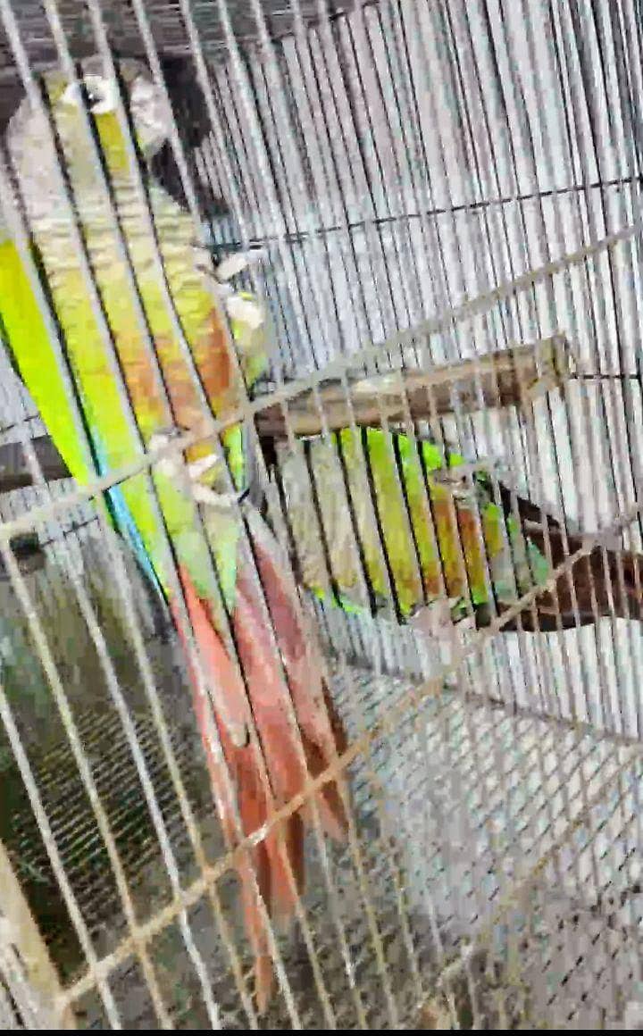 Green Cheek Conure 4