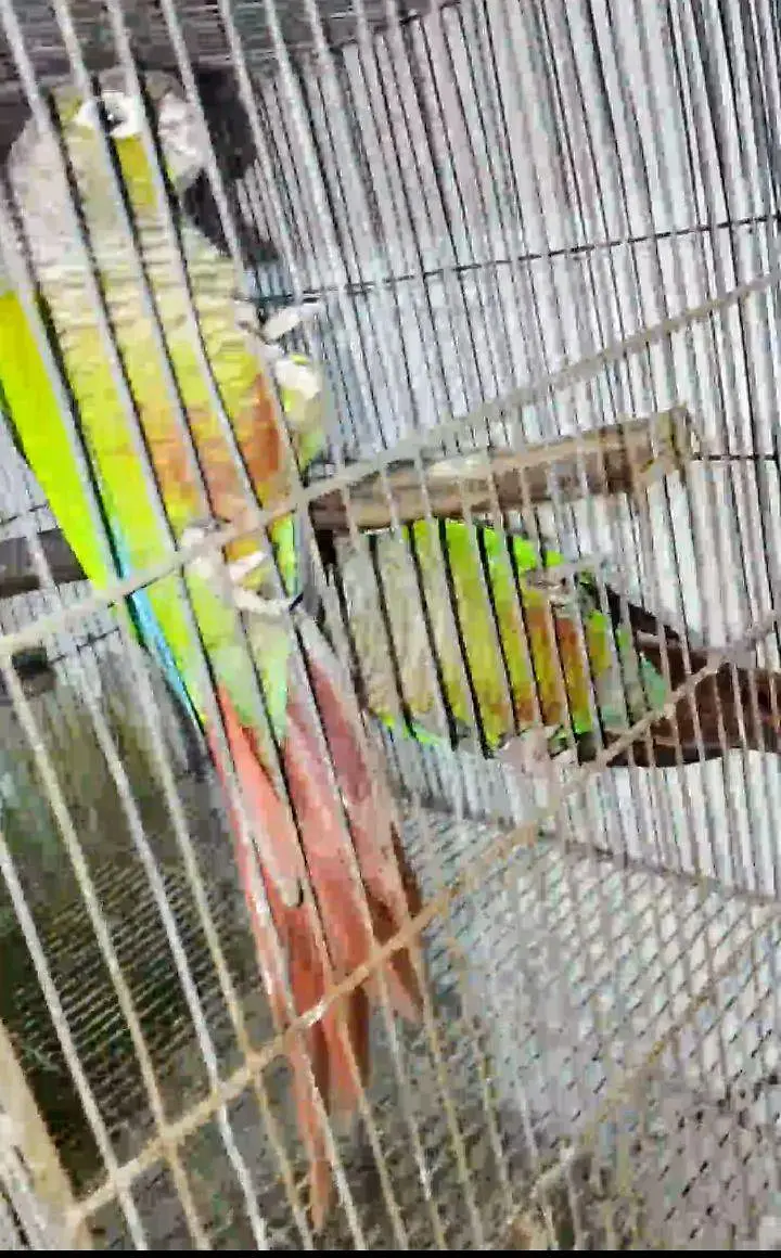 Green Cheek Conure — photo 5