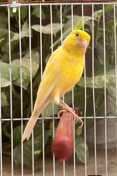 Singing Canary
