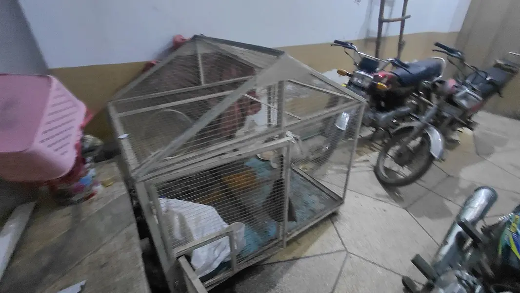 spacial customise Raw parrot beautiful cage