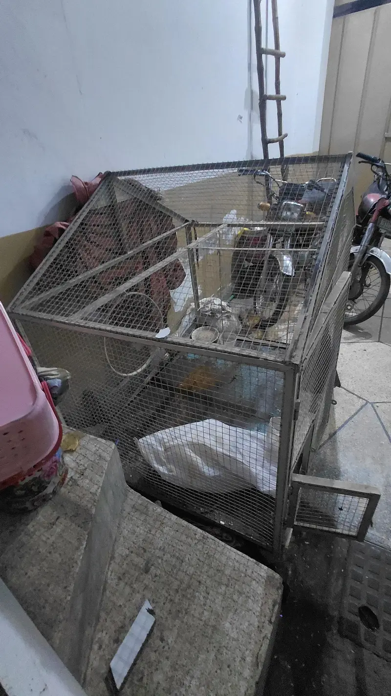 spacial customise Raw parrot beautiful cage — photo 2