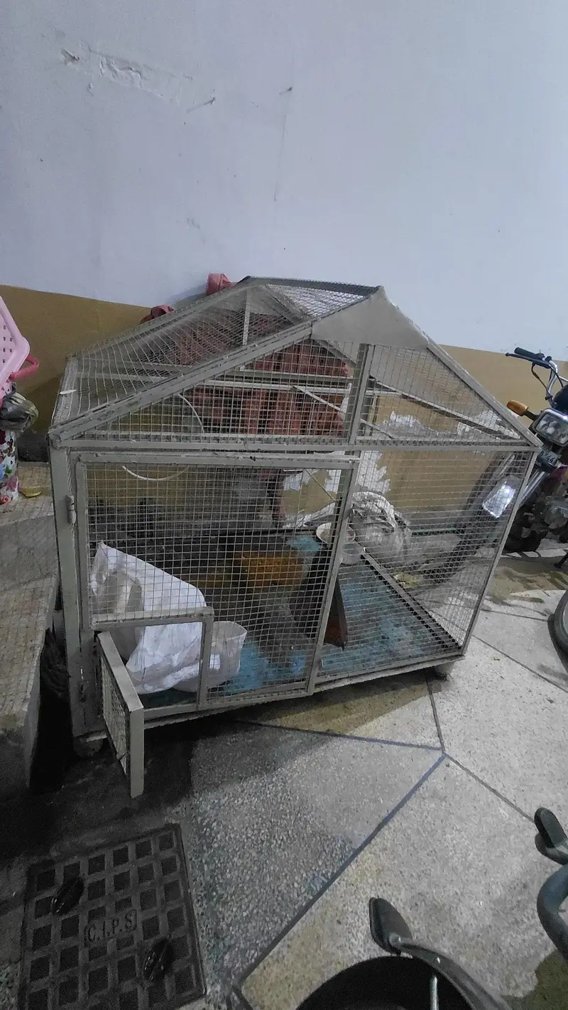 spacial customise Raw parrot beautiful cage — photo 3
