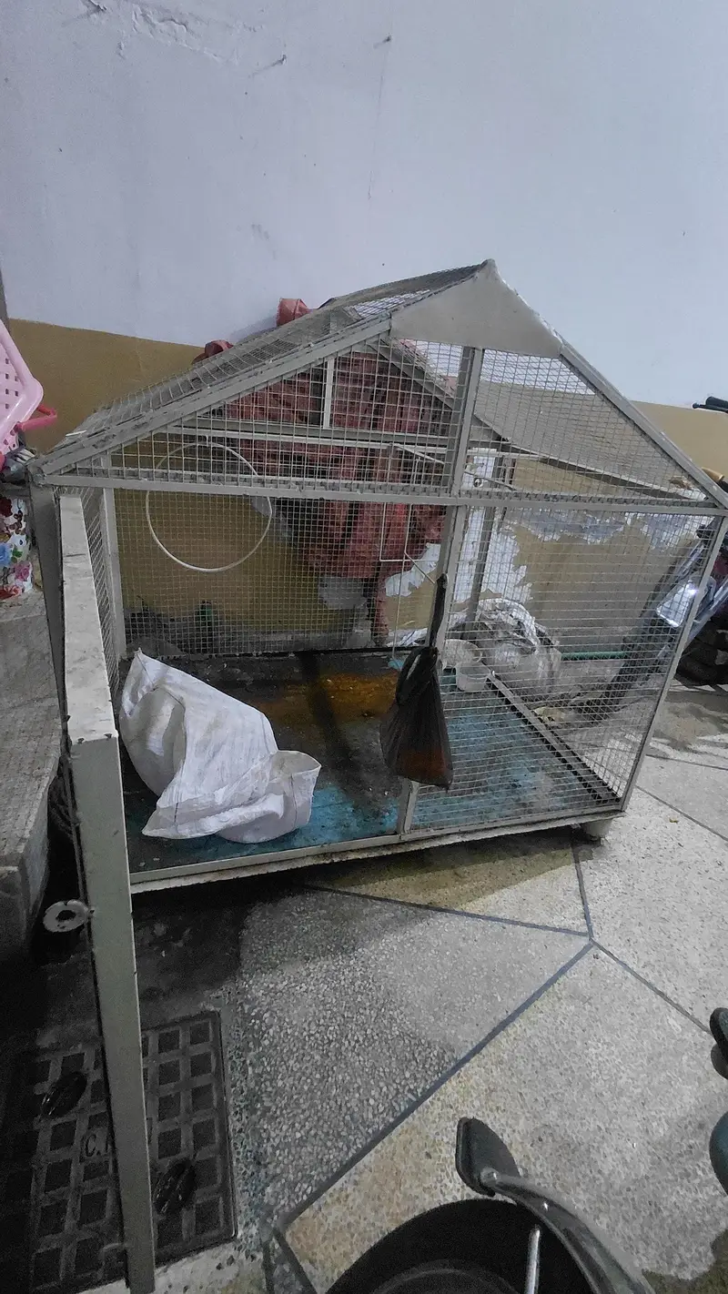 spacial customise Raw parrot beautiful cage — photo 4