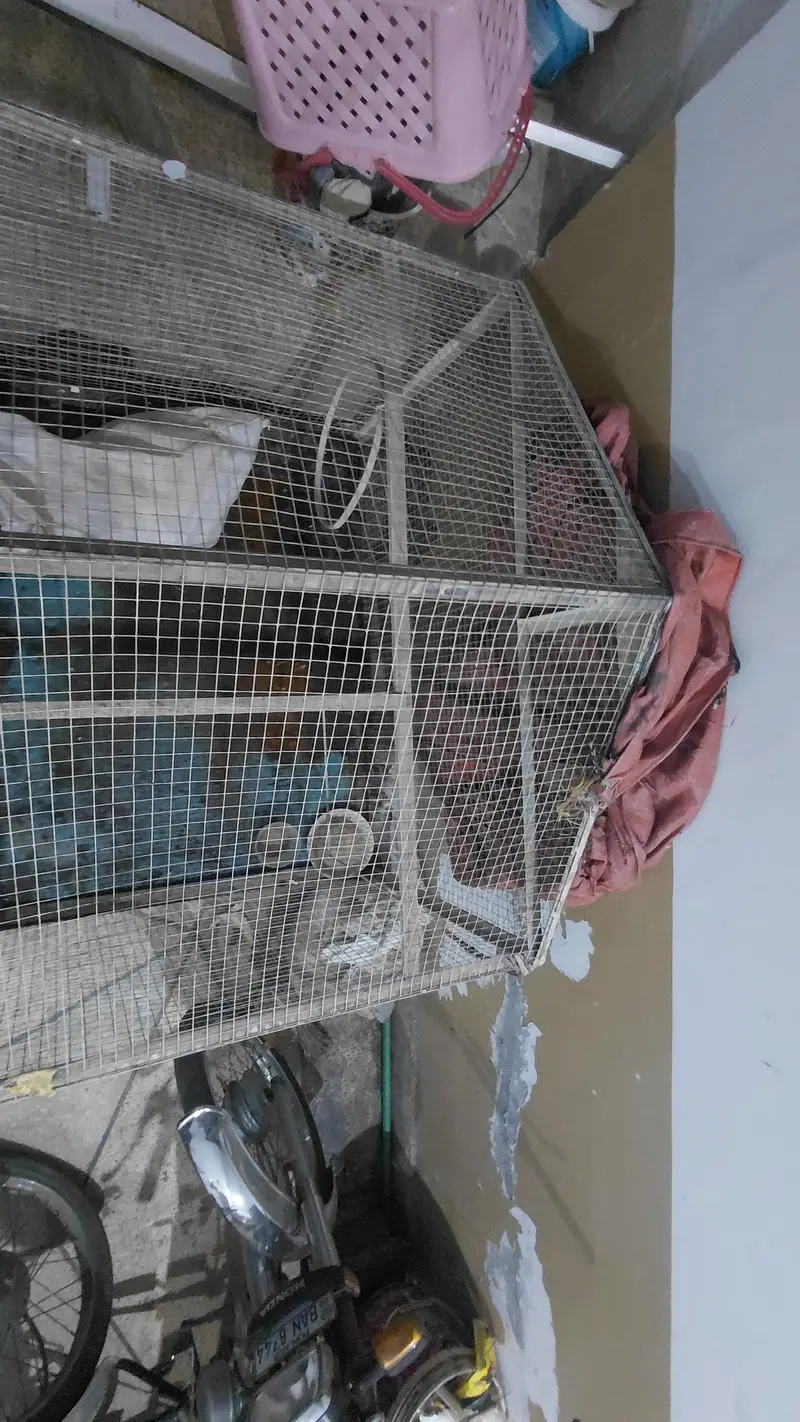spacial customise Raw parrot beautiful cage — photo 5