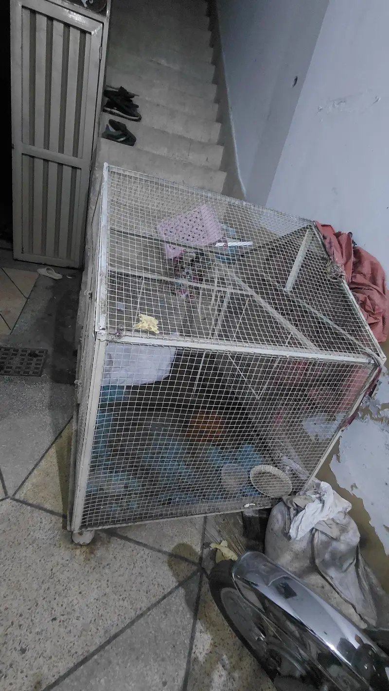 spacial customise Raw parrot beautiful cage — photo 6