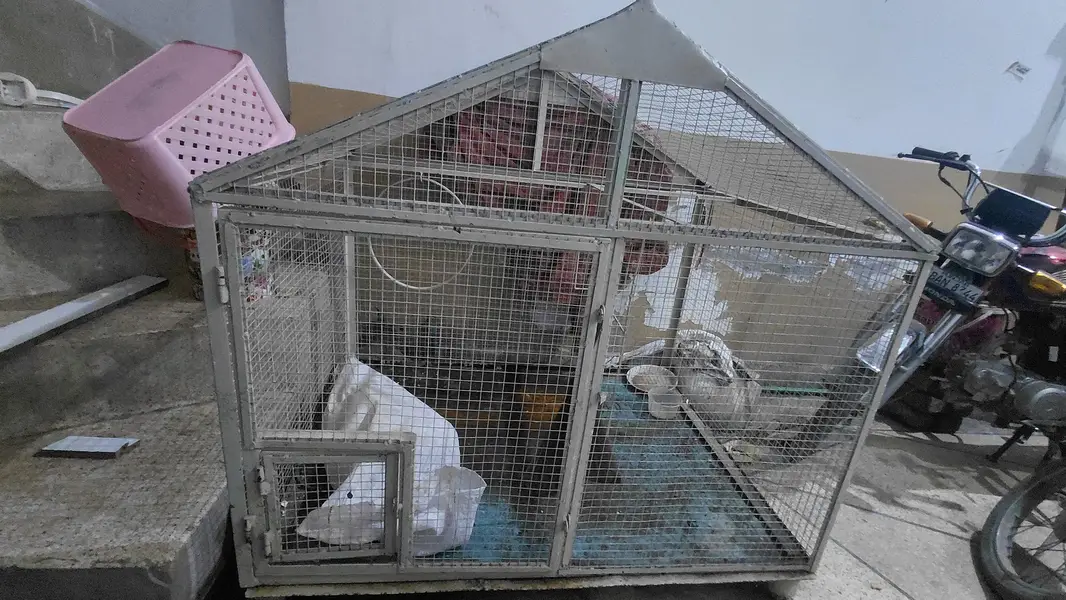 spacial customise Raw parrot beautiful cage — photo 7