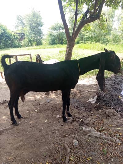 Sindhi Goat for sale