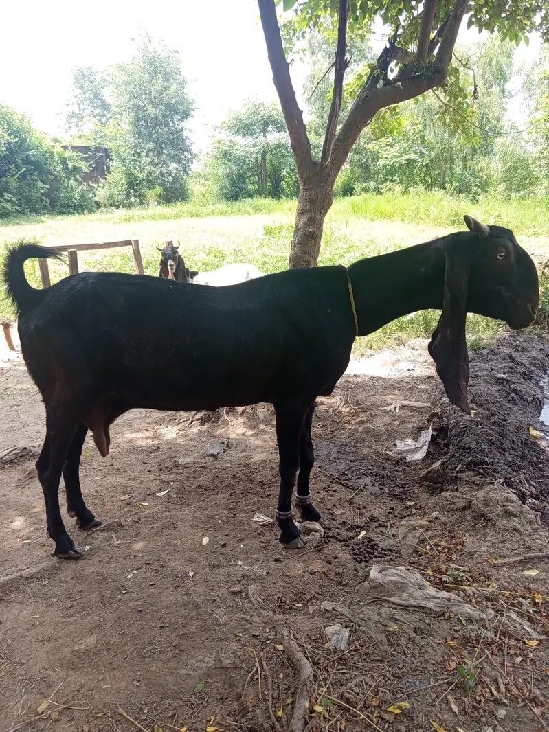 Sindhi Goat for sale