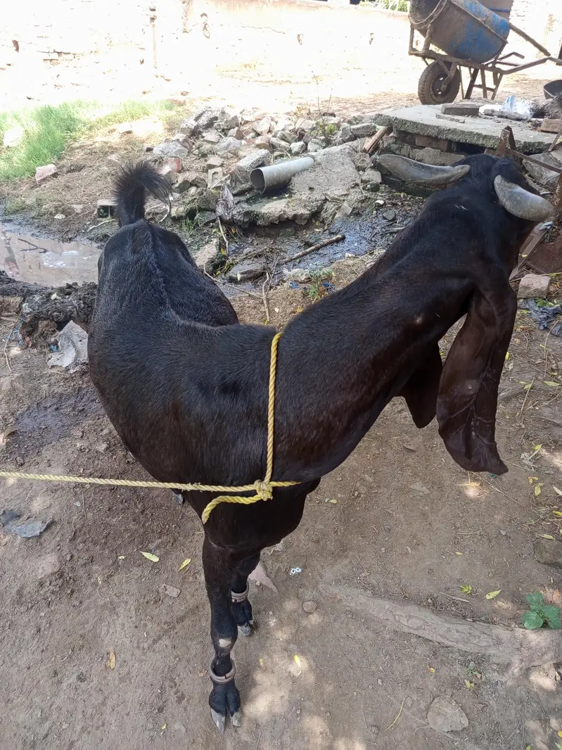 Sindhi Goat for sale — photo 2