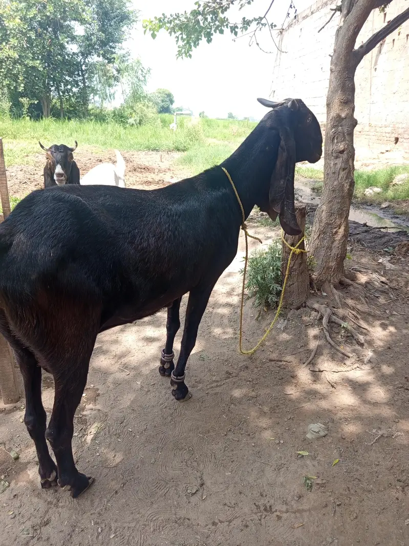 Sindhi Goat for sale — photo 3