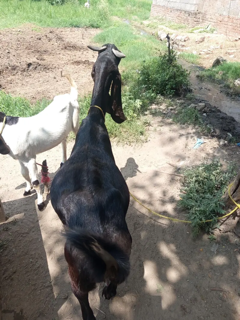 Sindhi Goat for sale — photo 4