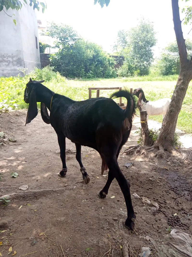 Sindhi Goat for sale — photo 5