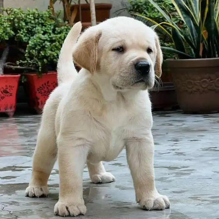 British Labrador apple head imported bloodline available. — photo 2