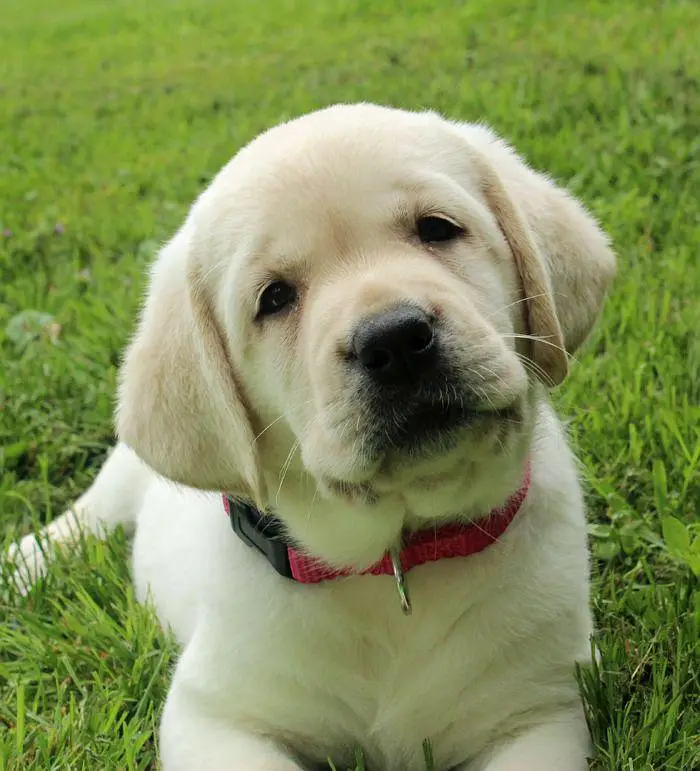 British Labrador apple head imported bloodline available. — photo 3