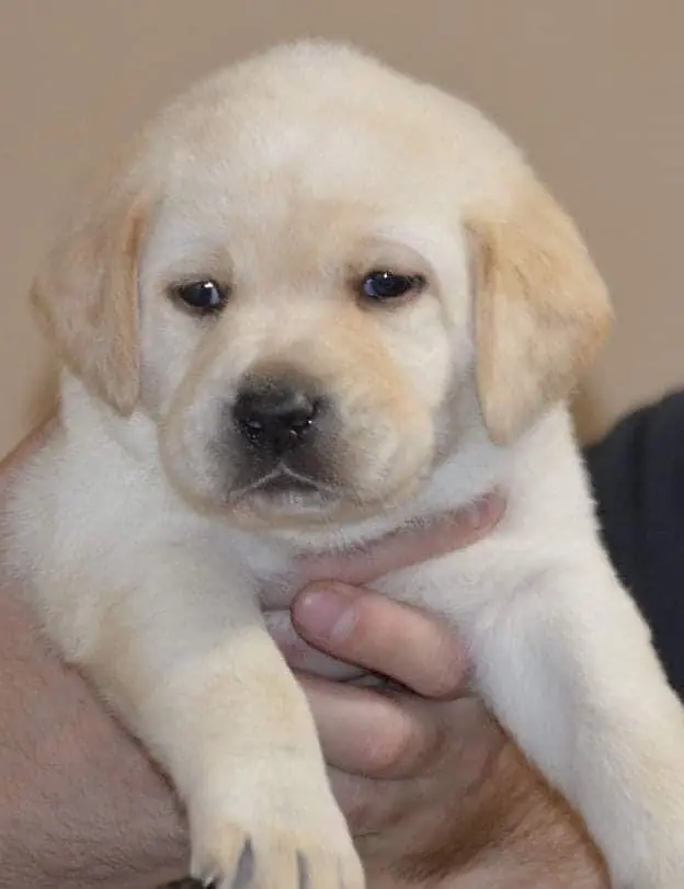British Labrador apple head imported bloodline available. — photo 4