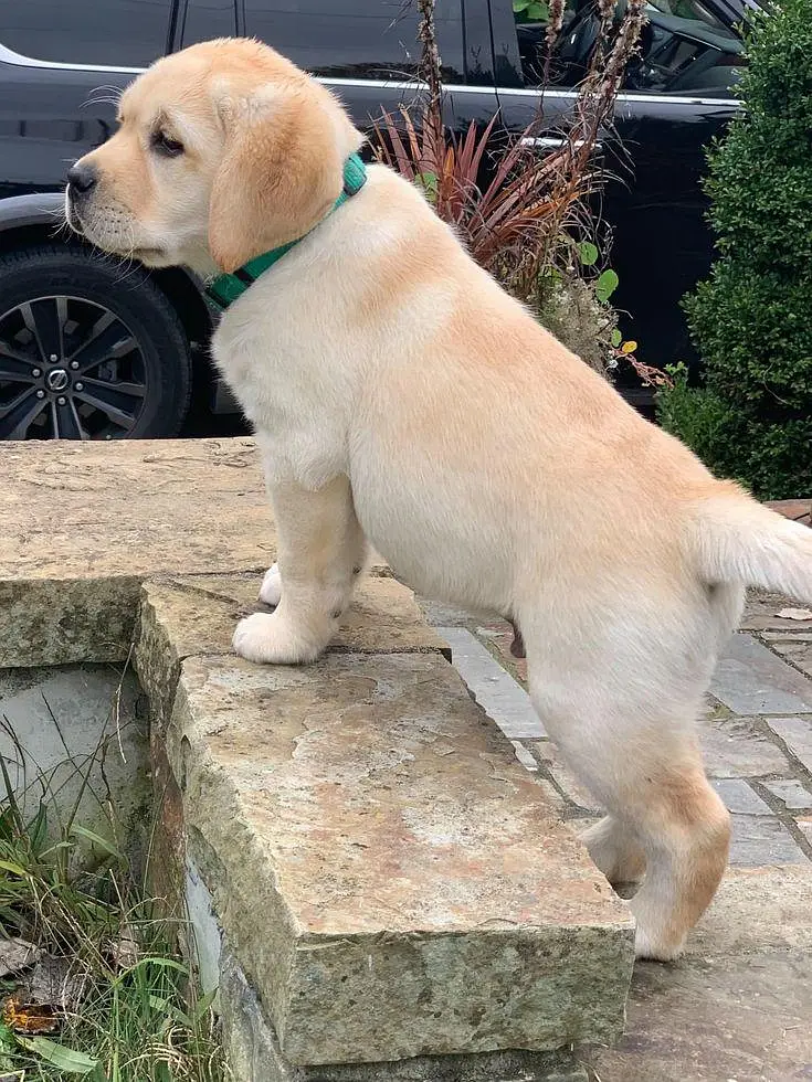 British Labrador apple head imported bloodline available. — photo 5