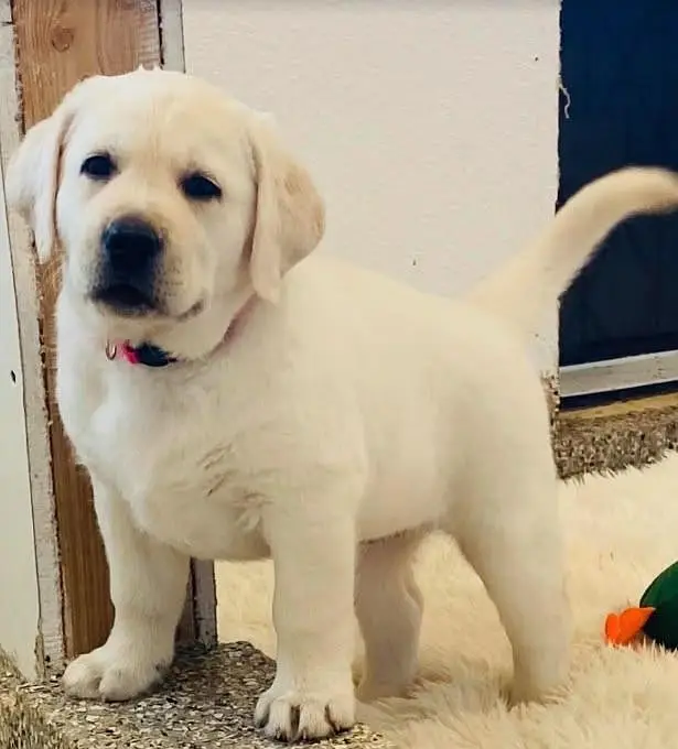 British Labrador apple head imported bloodline available. — photo 6