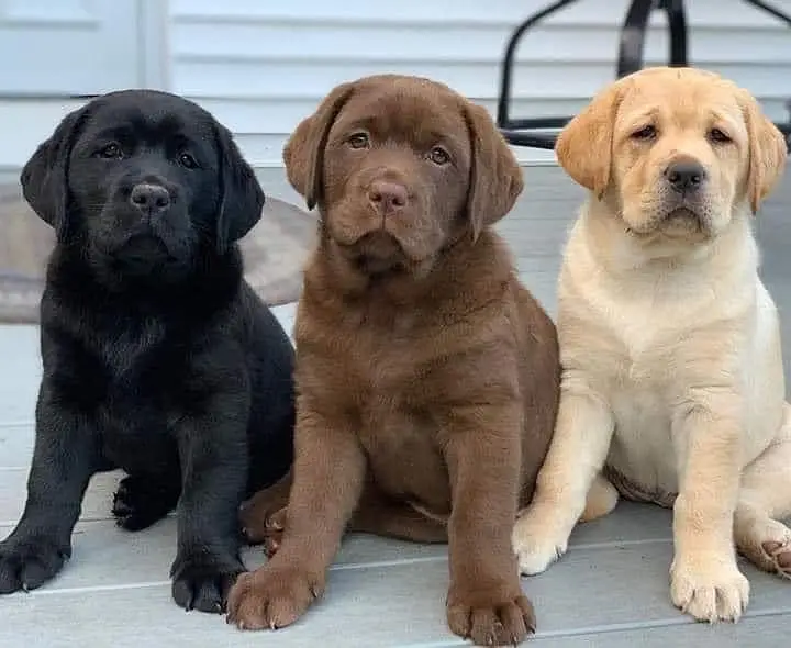 British Labrador apple head imported bloodline available. — photo 7